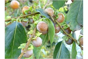 TREE ONLINE NURSERY Hardy Edible Fruit, Date Plum Tree, DIOSPYROS Lotus, Sweet Fruits, 20-30cm Starter Plant in an 8cm Pot