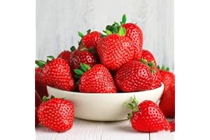 GardenersDream 10 x Strawberry Cambridge Favourite Plants - Fast Growing Bare Root Strawberry Plants - Ready to Plant Fruit Bushes for Gardens, Planters, Pots, Containers, or Baskets (5-10 cm)