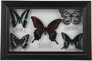 HOMSFOU Framed Butterfly Shadow Box Butterfly Specimen Unique Collectible Entomology Lover for Home Studio Wall Butterfly Decoration