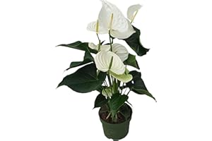 Plant in a Box - Langue de feu - Anthurium 'Alaska White' - Hauteur 55-70cm - Pot 17cm - Plante d'intérieur fleurissante - Blanc