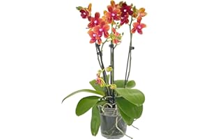 CAMBRIDGE BEE Rare Scented Orchid Phalaenopsis Orchid Plant Bolgheri - Orange Blooms in 12 cm Pot 45 cm Height