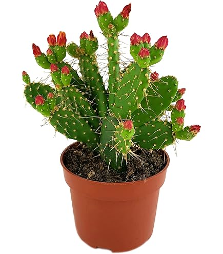 Euphorbia meloformis Variegata - 6,5 cm Topf - Bunte Wolfsmilch Sukkulente  - Streifenmuster Grn Creme Gelb Rosa - Ca. 8 cm - Sdafrika - Lieferung  ohne bertopf : Amazon.de: Garten