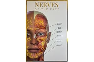 QUALIPRINT LIMITED Qualiprint Nerves of the Face Poster - 300GSM, 42cm x 29.7cm | Gold Foil Silk Finished Human Anatomy Wall Art for Salon Decor, Classroom Learning & Aesthetics Clinic | Unframed