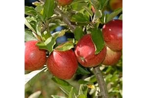 THOMPSON & MORGAN Braeburn Apple Tree, Mini Patio Fruit Tree, Ideal for Small Gardens & Patios, Heavy Cropping, Delicious Fruit, Low Maintenance, 1 x Malus (Apple) Braeburn Plant in a 9cm Pot by Thompson and Morgan