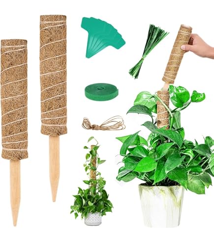 CPAOWEHF 4 supporti per piante a forma di rana, rane verdi, legami per piante da giardino, piante ausiliarie, correzione del ramo della crescita, pianta rana verde