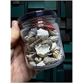 Flea Market &Ouml;zenle Se&ccedil;ilmiş Dekoratif Ger&ccedil;ek Karışık Deniz Kabukları - 100Gr, 25-75 Adet, BevellaKINA