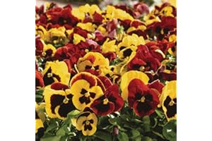 THOMPSON & MORGAN Pansy Autumn Blaze Mixed Garden Plant Hardy Perennial Flowering Garden Plant 15x Garden Ready Plug Plants by Thompson and Morgan