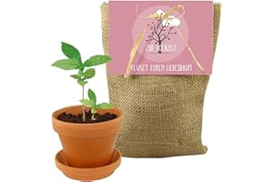 JA-HOCHZEITSSHOP Plant Set Tree Set Gift Idea for Wedding Gift Bride and Groom