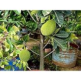 Aiden Gardens All Season Fruit Plant Honey Jackfruit Low Bearing Jackfruit 1 Live Plant