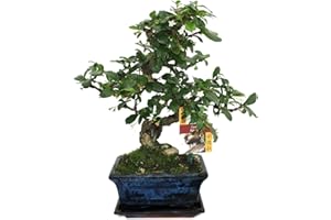 exotenherz - Bonsai Fukientee - Carmona microphylla - 6ans