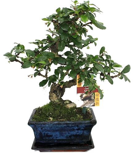 Exotenherz - Bonsai - Serissa - Junischnee - Kugel-Form - ca. 6 Jahre :  Amazon.de: Garten