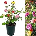 Carbeth Plants - Rose Bush Trio in 3 Litre Pot - Three Mixed Growing Rose Bushes in One Pot - Ideal for Beds, Borders or Patio Planting (2 Pots)