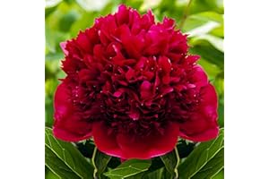 DUTCH BULBS EXCLUSIVE PLANTS FROM HOLLAND Piante Vere da Esterno - 1 Red Charm Peonia Pianta Vera Rosso Scuro - Piante con radici grandi dall’Olanda - per vasi e giardino (senza semi, bulbi resistenti al freddo, plurianuali)