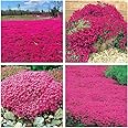 200+ Seeds- Magic Red Creeping Thyme Seeds for Planting Heirloom Seeds Perennial Flower Seeds for Home Garden