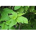 CooPany® Sandi Keerai/Sundi Keerai/Nachu Kottai Keerai Healthy Live Plant With Safe & Secure Packing