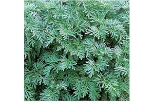 Artemisia absinthium - Absinthe - 15 graines