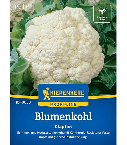 Blumenkohl-Samen 'Concept F1' – 30 Korn, Ganzjahressorte | Robust, Krankheitsresistent, Für Garten