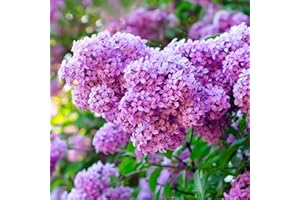 Haloppe 300 Unids Lila Flores Semillas de Plantas para la Plantación de Jardín en Casa, Lila Semillas de Flores Púrpura Lila Semillas de Flores Perennes para Exteriores Violeta