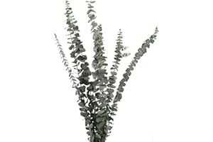 AKOEMXEEO 10 Stück Eukalyptus Getrocknet, Echt Trockenblumen Deko, Getrocknet Blumen, Natürlich Getrockneter Eukalyptus Dried Flower, perfekte Eucalyptus Dekoration für Hochzeit / Arrangements Heim Decor