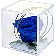 PETALS AND ROSES Preserved Real Rose in Luxury Cube Display Box - Eternal Timeless Rose (Royal Blue)