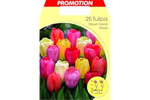 PRGN BULBI AUTUNNALI TULIPANO DARWIN HYBRID GOLDEN APELDOORN CONFEZIONE DA 25 BULBI BULBS