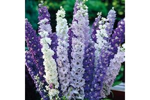 THOMPSON & MORGAN Delphinium ‘Pacific Hybrids’ Mixed, Hardy Perennial 5 postiplugs by Thompson and Morgan (5)