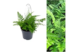 CARBETH PLANTS Polystichum Tsus-Simense Fern Plant - Koren Rock Fern Outdoor Fern in a 9cm Pot Ready to Plant