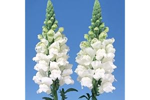 Welldales 100 British White Giant Snapdragon Flower Seeds UK Antirrhinum Plants to Grow