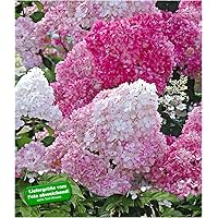 9x9 cm-Topf, ca. 15-20 cm hoch, ab 3 Triebe BALDUR-Garten Freiland-Hortensien 'Vanille Fraise®', 1 Pflanze Hydrangea…