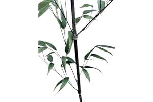 SAMENCHILISHOP (IMMER NUR EINMAL VERSAND) Schwarzer Riesenbambus -Dendrocalamus strictus- 100 Samen