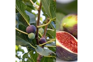 Carbeth Plants Ficus Carica 'Brown Turkey' - Fig Fruit Tree in A 9cm Pot - Miniature Patio Fruit Trees - Figs Outdoor and Garden Tree