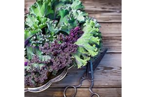 ACQUA TOWER GROWING SYSTEMS Kale Plants, 'Red Russian', 6 x Plug Plant Pack, Vegetable Plants, Kale, Garden Vegetables, Premium Quality Veg