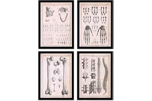 Nacnic 4er Set Anatomie Knochen, Hände, Kiefer und Wirbelsäule Ästhetische Wandkunstdrucke für Schlafzimmer oder Wohnzimmer Größen A4 ohne Rahmen