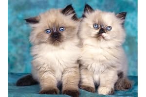 PARTYLANDIA-SHOP CIALDA in ostia GATTI per DECORAZIONE TORTA