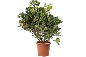 KENTIS - Pittosporum Tobira - Pittosporo - Piante da Siepe Vere Sempreverdi - Pianta da Esterno Giardino Balcone Perenne - H 40-50 cm Vaso Ø 18 cm