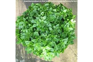 MOOSE SEEDS Basil Greek Seeds