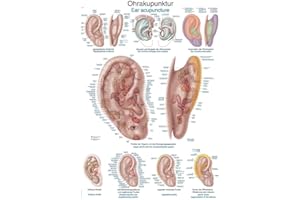 ERLER-ZIMMER GMBH Lehrtafel"Ohrakupunktur", 50x70cm