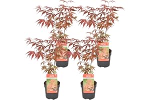 Bloomique - Set of 4 - Acer Atropurpureum - Japanese Maple - Hardy Plants - Hardy Garden Plants - Height 20-30 cm - Pot 10.5 cm