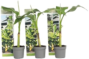 Plant in a Box - Musa Basjoo - Set de 3 - Bananier tropica rustique plante - Plante de jardin - Pot 9cm - Hauteur 25-40cm