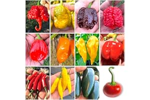 SEMI STRANI 120 Semi Peperoncino In 12 Varietà Delle Più Piccanti e Gustose Del Mondo, Collezione 2 + Guida Coltivazione: CAROLINA REAPER, SCORPION, BORG 9, HABANERO, FATALII, ACRATA, JALAPENO, SATANA etc