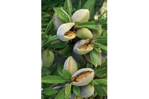 VEG SRLS Pianta vera da frutto ALBERO DI MANDORLO SIMILE -PRUNUS DULCIS- PUGLIESE 'GENCO' A RADICE NUDA - 1 METRO