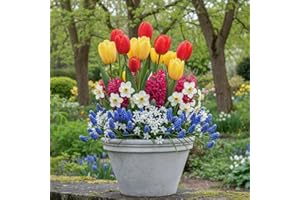 DUTCH BULBS EXCLUSIVE PLANTS FROM HOLLAND Bulbi Fiori Perenni da Esterno - Collezione per Bordure Primaverili - 50 bulbi - Tulipano, Narciso, Giacinto, Muscari - Piante dall’Olanda (non semi, non artificiali)