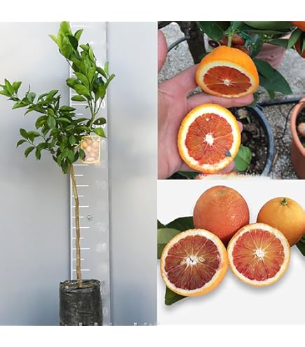 Pianta Di Arancio Vaniglia SAVINI VIVAI - Albero Agrumi 100-120 Cm, Innesto Italiano, Senza Semi - Foto 6