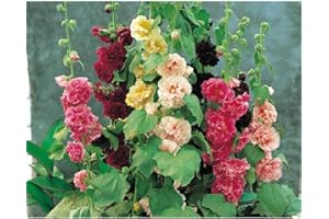 THOMPSON & MORGAN Hollyhock Plants for Sale Hardy Garden Perennial Plant, Tall Upright Plants, Bee Friendly Flowers, Cottage Gardens, 6X Hollyhock Chater’s Double Mixed Bare Root Plants