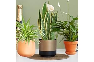 CAMBRIDGE BEE Air Purifying Plant Collection 3 Indoor House Plants Snake Plant, Peace Lily, Spider Plant, Perfect for Cleaning Air at Home in Office, 3X 12cm Pots One of Each Houseplants