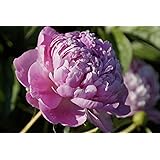 Pfingstrose Paeonia Mutterpflanze Wurzelware mit vielen Augen Sorte monsieur jules elie