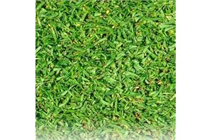 GERMISEM Pelouse Tropicale Kikuyu 250g