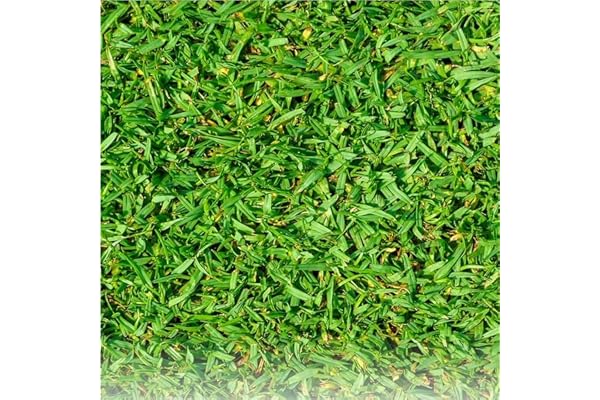 Pelouse Tropicale Kikuyu 250g