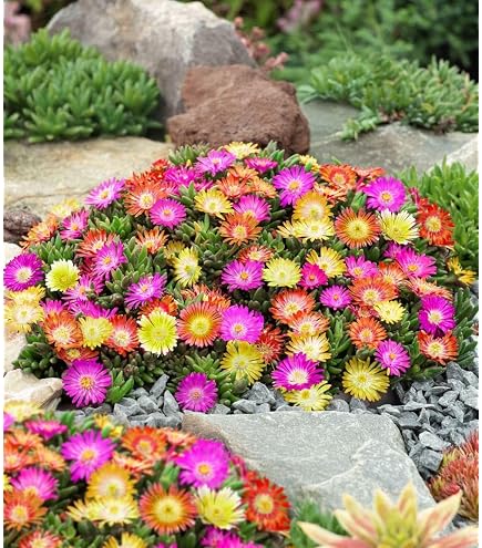 Achimenes Schiefteller " verschiedene Sorten " 5 Rhizome/Knollen (Achimenes  Schiefteller " pulcherrima " (lila)) : Amazon.de: Garten