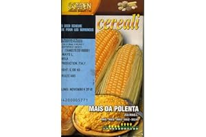 FRANCHI SEMENTI SEMENTE di Mais da Polenta VARIETA' CORNIOLA in Confezione da 100 Grammi